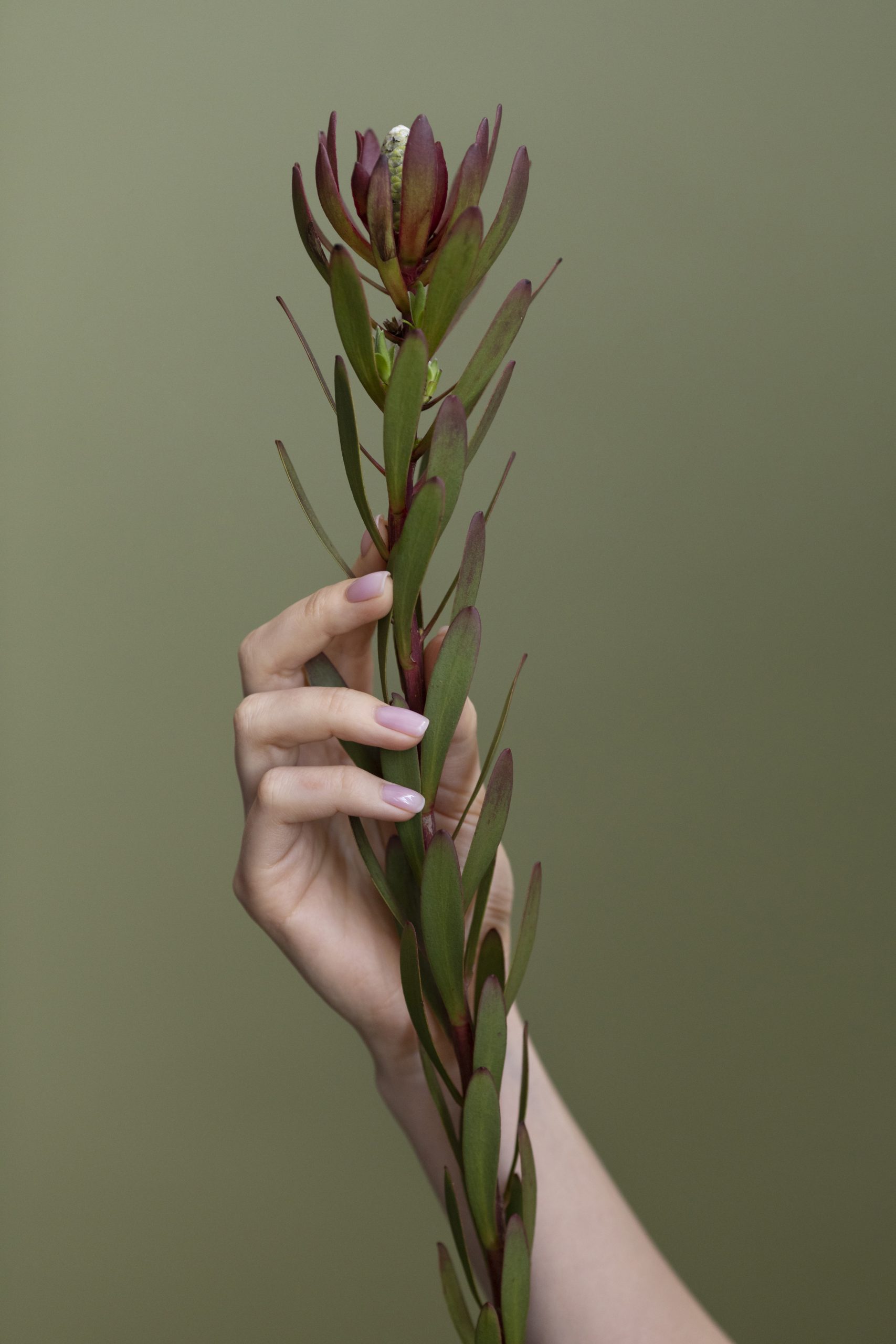 Tulip Nails